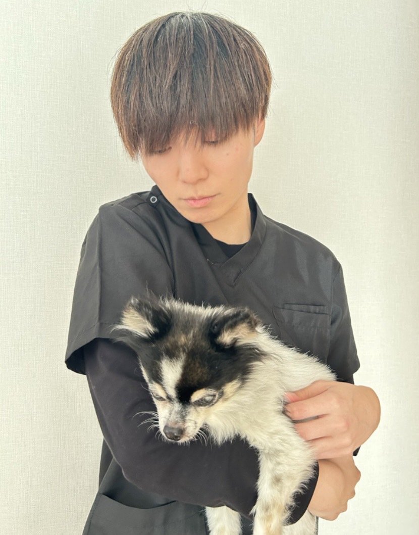staff-dog-image-02